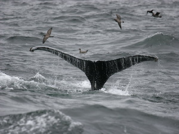 Humpback Whale